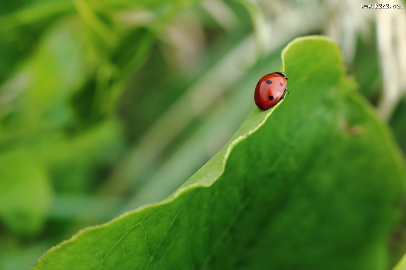 美丽的瓢虫图片