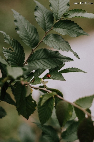 美丽的瓢虫图片