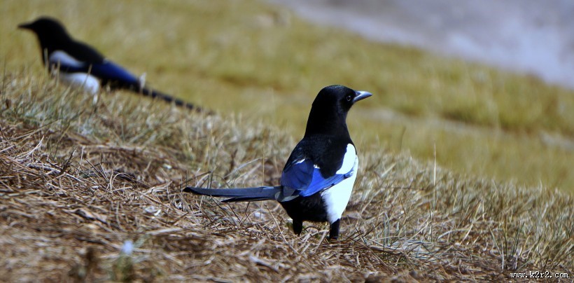 报喜鸟喜鹊图片