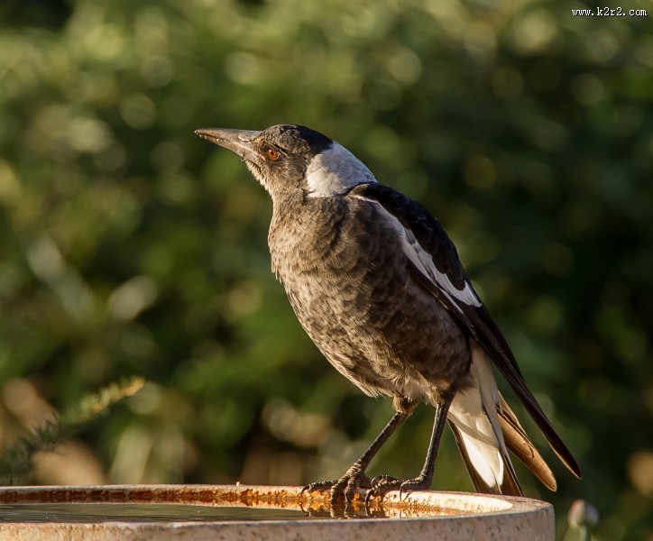 报喜鸟喜鹊图片