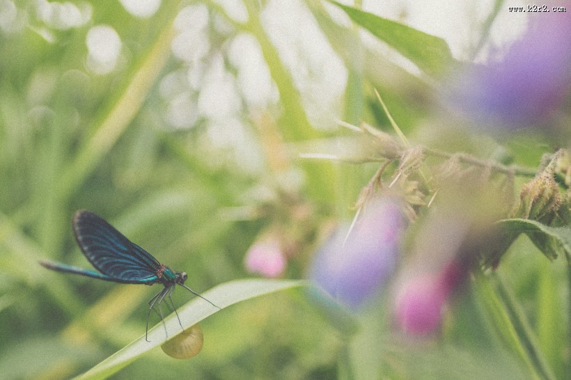 各色各样的蜻蜓图片