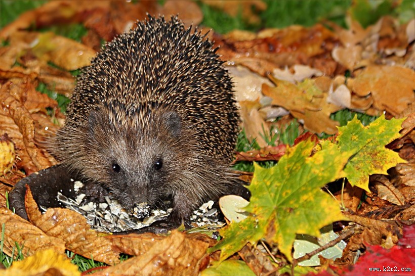 可爱娇小的刺猬图片