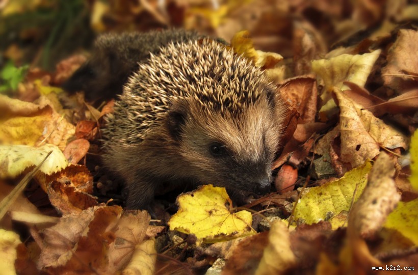 可爱娇小的刺猬图片