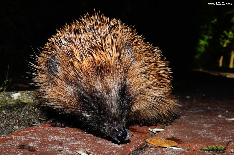 可爱娇小的刺猬图片