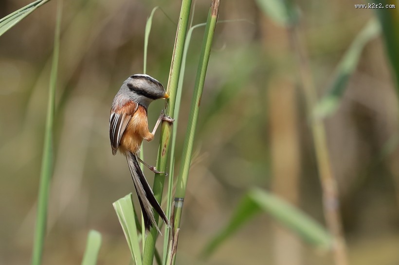 震旦鸦雀图片大全