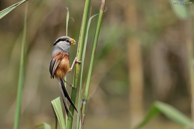 震旦鸦雀图片大全