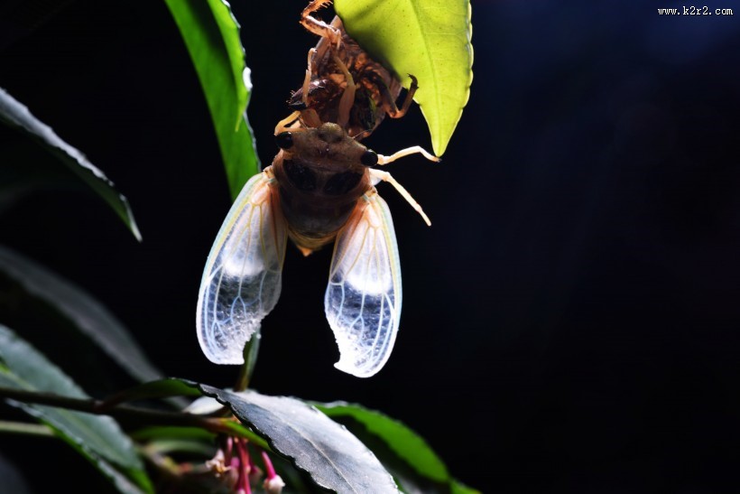 蝉脱壳的过程图片