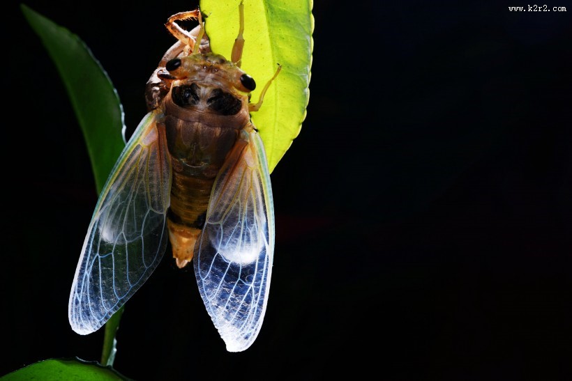 蝉脱壳的过程图片