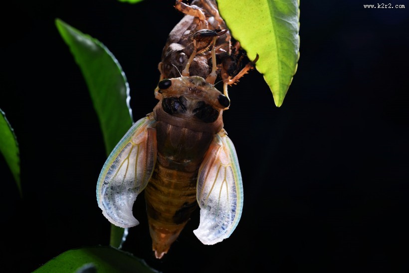 蝉脱壳的过程图片