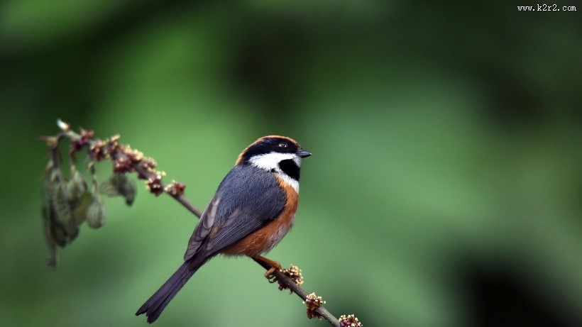 鸟类红头长尾山雀图片
