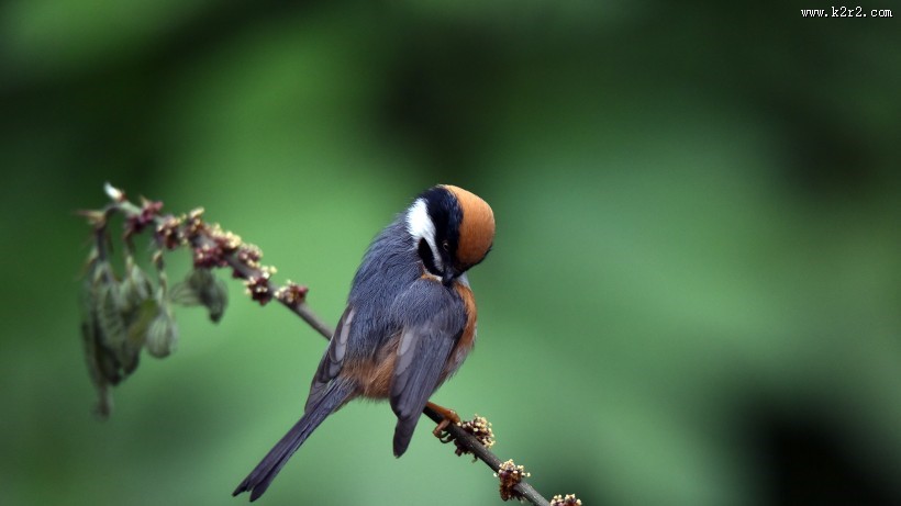 鸟类红头长尾山雀图片