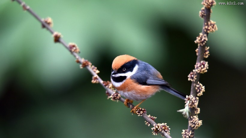 鸟类红头长尾山雀图片