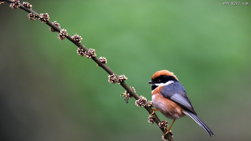 鸟类红头长尾山雀图片