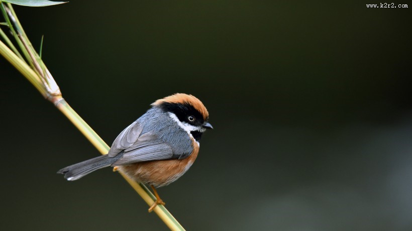 鸟类红头长尾山雀图片