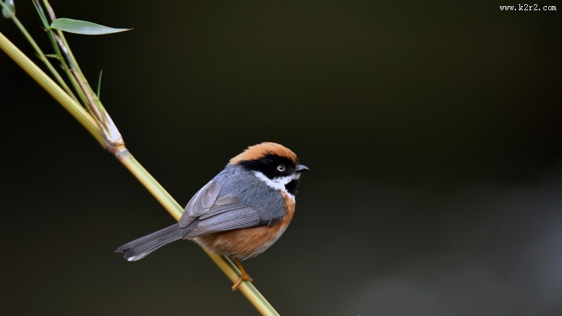鸟类红头长尾山雀图片