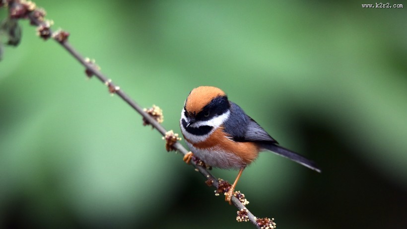 鸟类红头长尾山雀图片