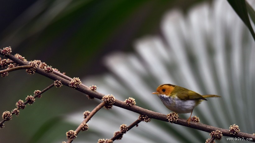 棕脸鹟莺图片大全