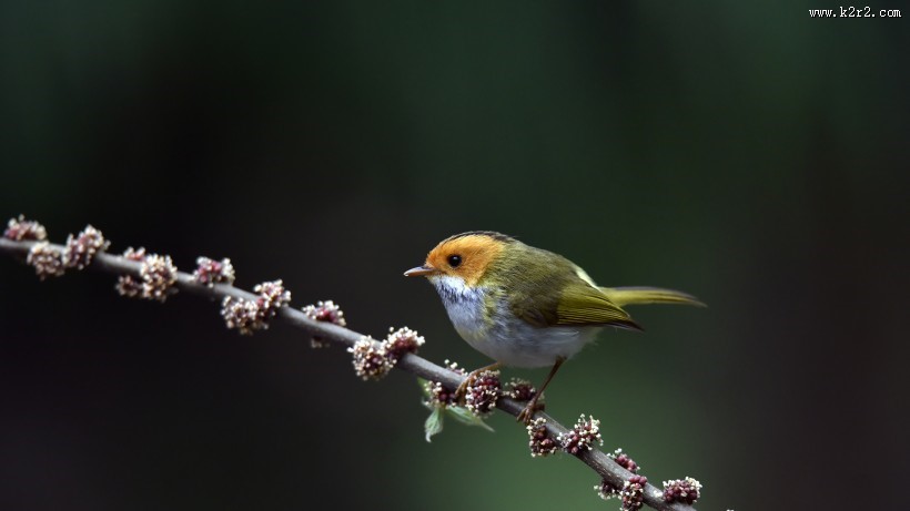 棕脸鹟莺图片大全