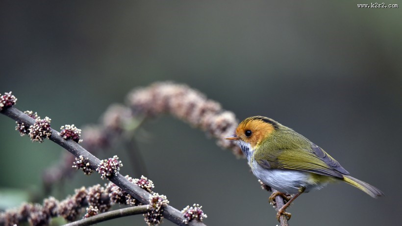 棕脸鹟莺图片大全