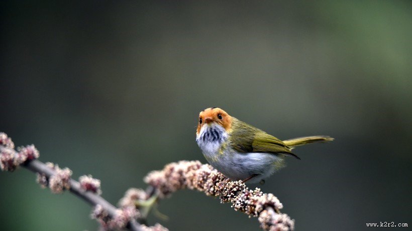 棕脸鹟莺图片大全