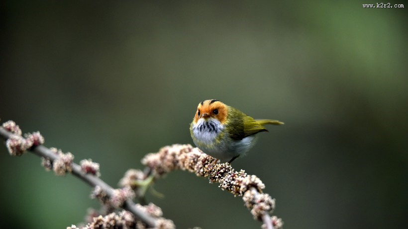 棕脸鹟莺图片大全