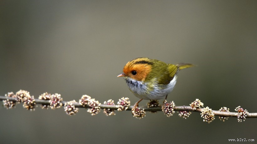 棕脸鹟莺图片大全