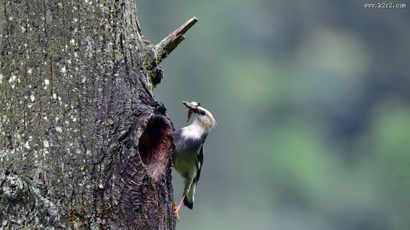 丝光椋鸟图片大全