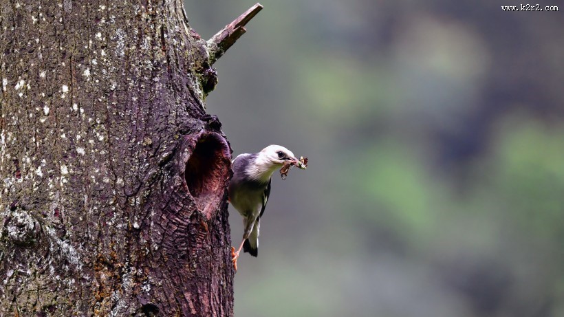 丝光椋鸟图片大全