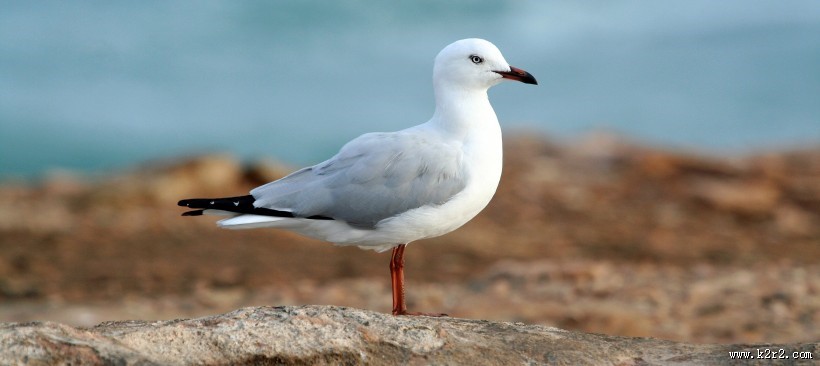 可爱的鸽子图片