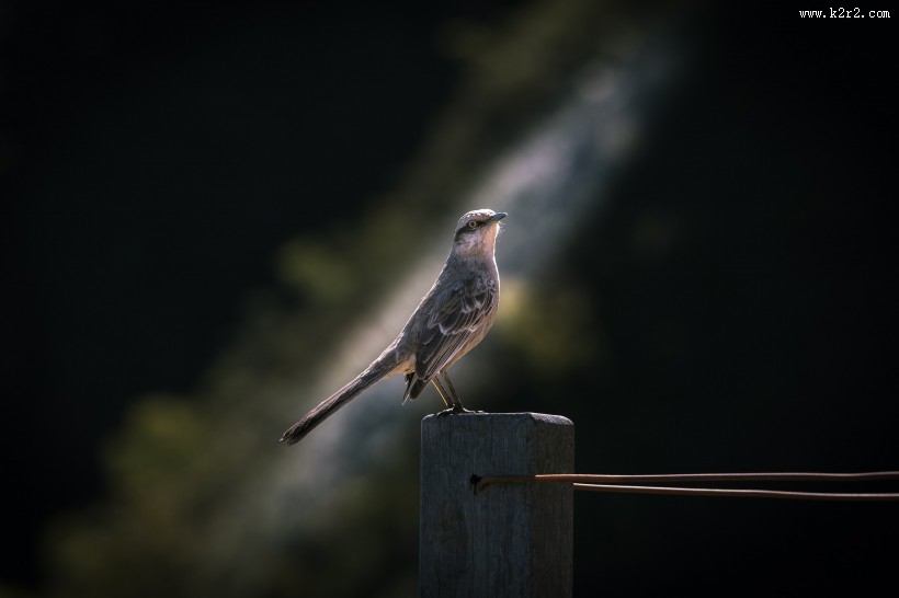 可爱的鸽子图片