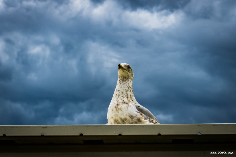 可爱的鸽子图片