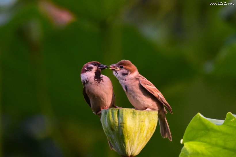 莲蓬上的一对小麻雀图片