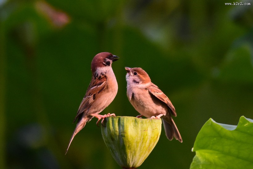 莲蓬上的一对小麻雀图片