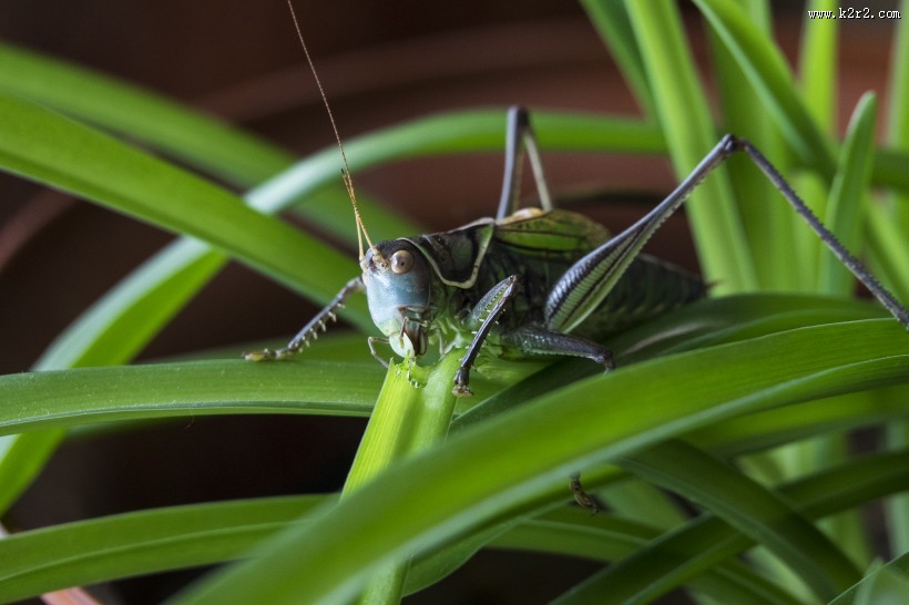 蝈蝈图片大全