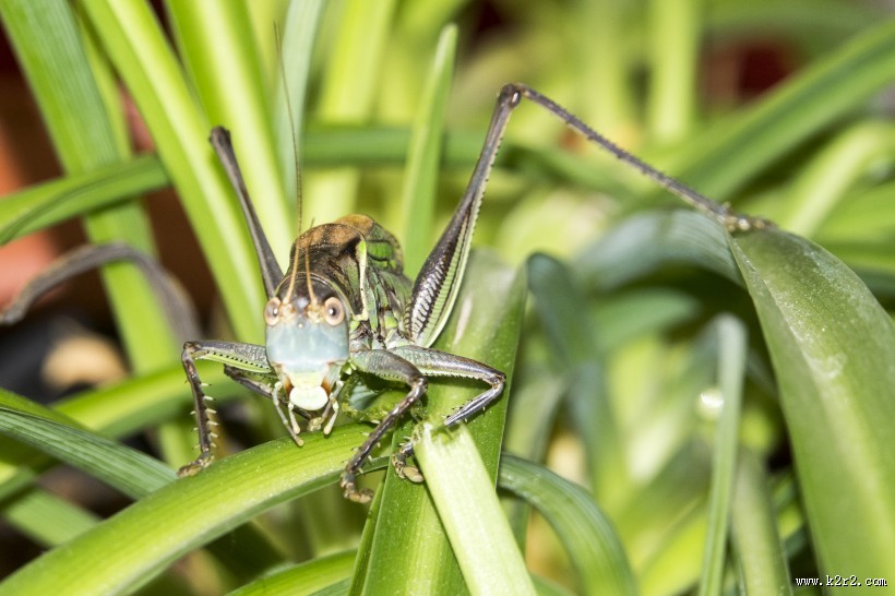 蝈蝈图片大全