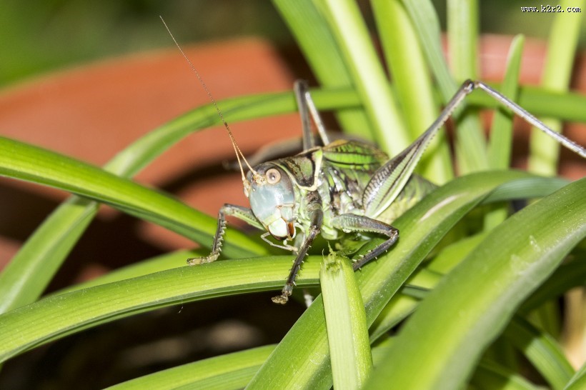蝈蝈图片大全