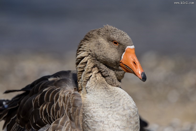 白额雁图片大全