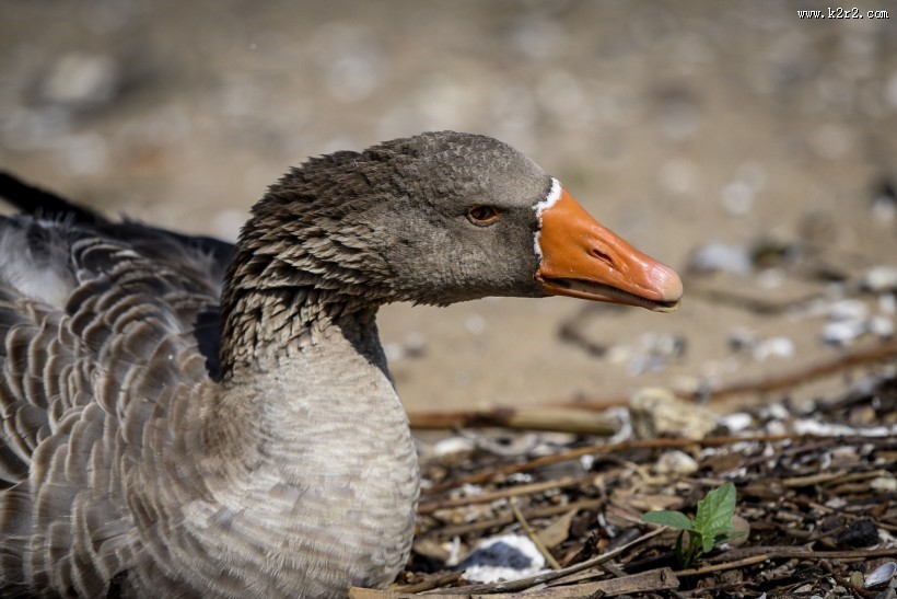 白额雁图片大全
