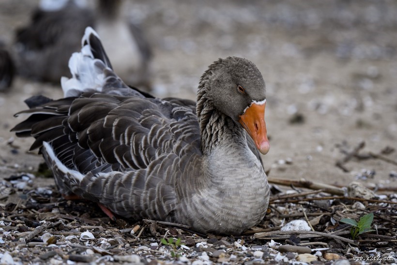 白额雁图片大全