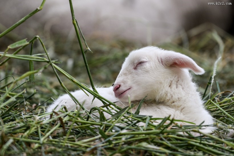 草地里的小羊图片