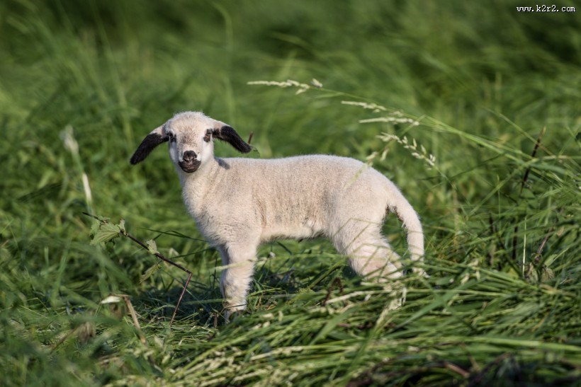 草地里的小羊图片