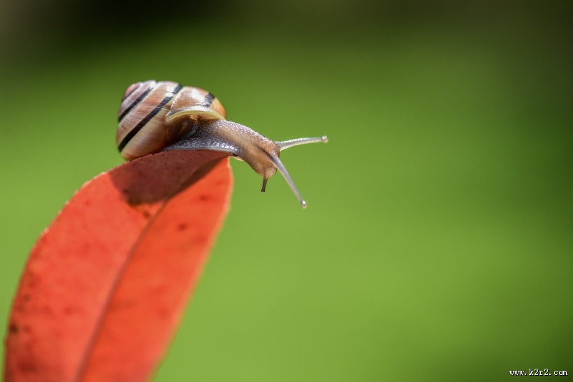 蜗牛图片