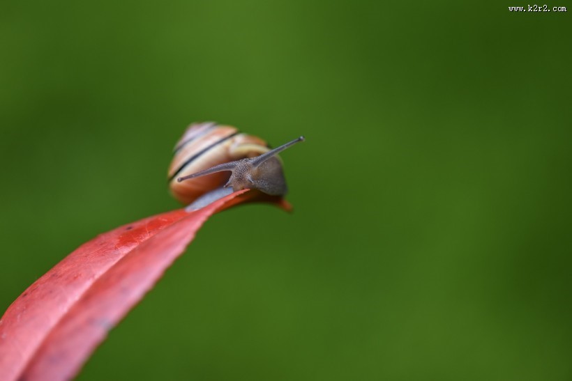 蜗牛图片
