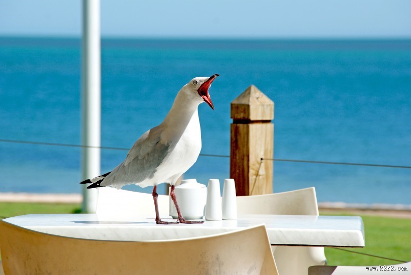 可爱的鸽子图片