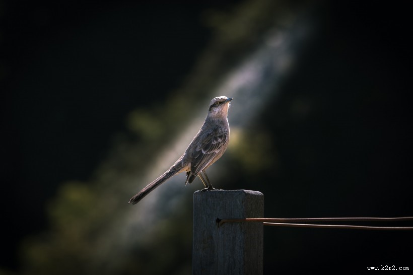 可爱的鸽子图片