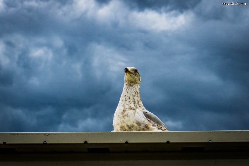可爱的鸽子图片