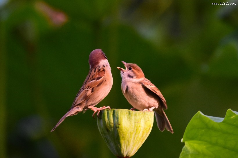 莲蓬上的一对小麻雀图片