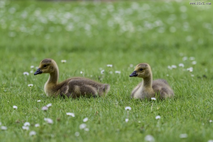 黑雁幼鸟图片大全