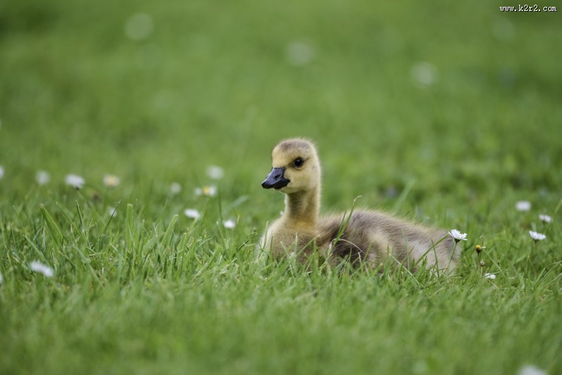 黑雁幼鸟图片大全