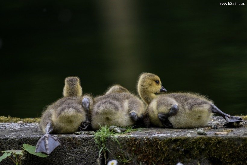 黑雁幼鸟图片大全